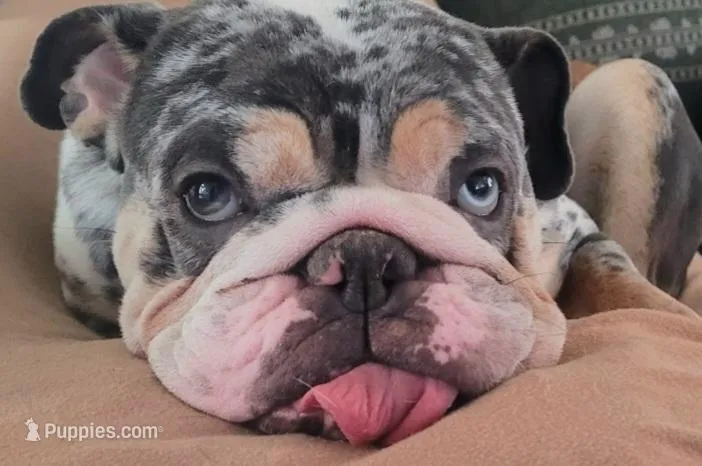 Sugar – English Bulldog puppy for sale in Greeley, CO