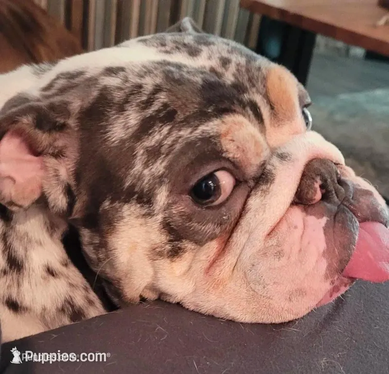 Sugar – English Bulldog puppy for sale in Greeley, CO