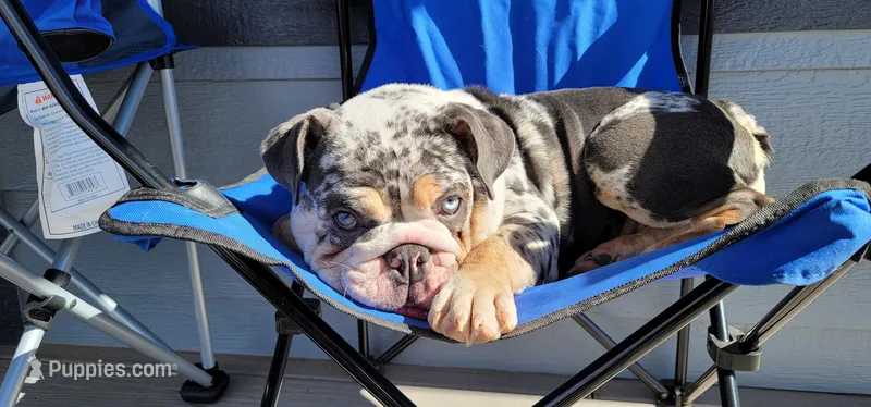 Sugar – English Bulldog puppy for sale in Greeley, CO