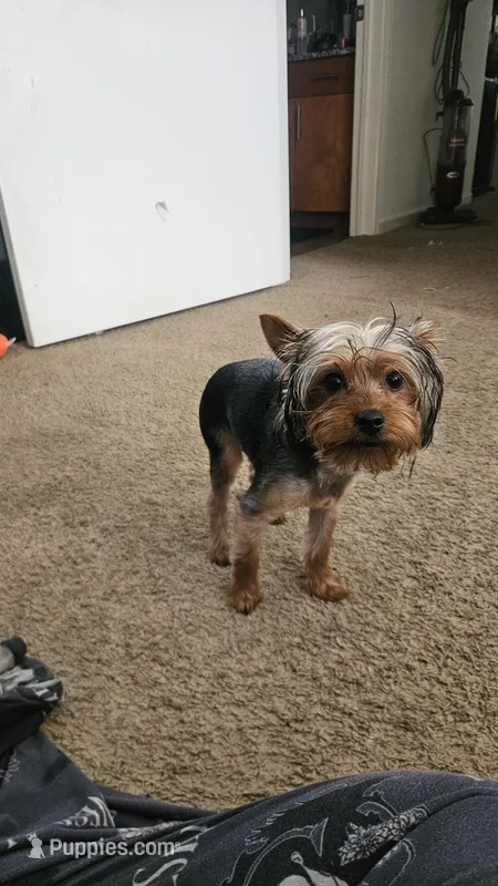 Kaneki  – Yorkshire Terrier puppy for sale in Augusta, GA