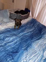 Little rascal, a male Chihuahua for sale in Tucson, AZ – 9 of 10
