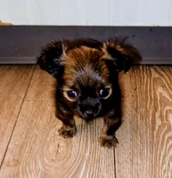 Little rascal, a male Chihuahua for sale in Tucson, AZ – 3 of 10