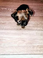 Little rascal, a male Chihuahua for sale in Tucson, AZ – 7 of 10