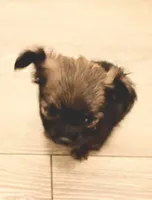 Little rascal, a male Chihuahua for sale in Tucson, AZ – 10 of 10