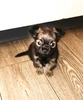 Little rascal, a male Chihuahua for sale in Tucson, AZ – 5 of 10