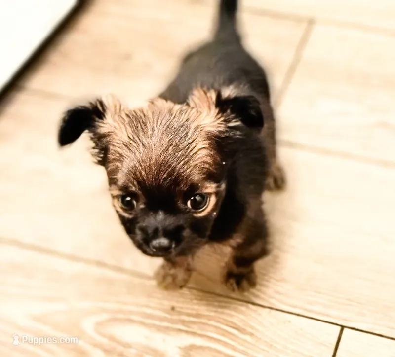 Little rascal – Chihuahua puppy for sale in Tucson, AZ