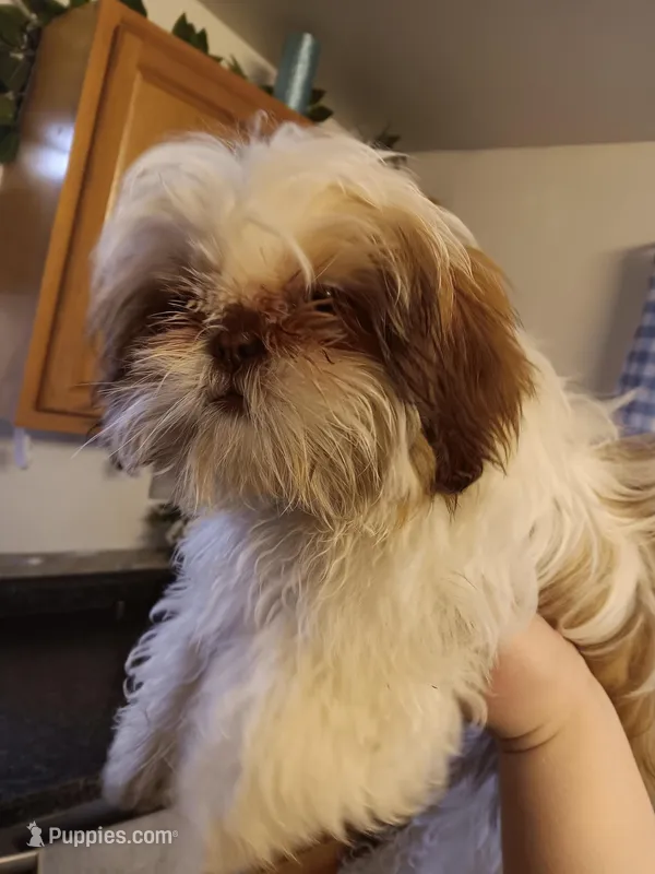 minnie – Shih Tzu puppy for sale in Crystal Lake, IL