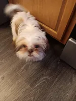 minnie, a female Shih Tzu for sale in Crystal Lake, IL – Photo 4 of 4