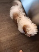 minnie, a female Shih Tzu for sale in Crystal Lake, IL – Photo 2 of 4