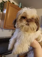 minnie, a female Shih Tzu for sale in Crystal Lake, IL – Photo 3 of 4