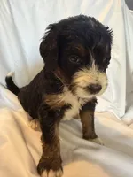 France, a female Bernedoodle for sale in West Point, VA – 2 of 3