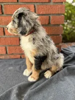 Brazil, a female Bernedoodle for sale in West Point, VA – 4 of 7