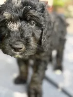 Netherlands, a male Bernedoodle for sale in West Point, VA – 2 of 7