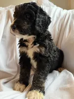 USA, a male Bernedoodle for sale in West Point, VA – 2 of 4