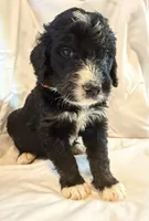 USA, a male Bernedoodle for sale in West Point, VA – 3 of 4