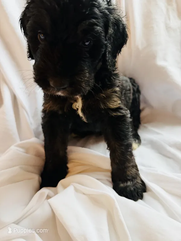 Portugal – Bernedoodle puppy for sale in West Point, VA