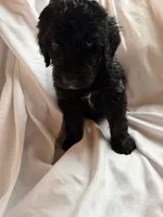 Netherlands, a male Bernedoodle for sale in West Point, VA – 2 of 2