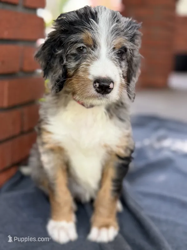 Brazil – Bernedoodle puppy for sale in West Point, VA