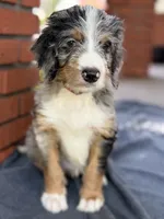 Brazil, a female Bernedoodle for sale in West Point, VA – 2 of 7