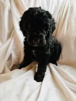 Netherlands, a male Bernedoodle for sale in West Point, VA – 1 of 2