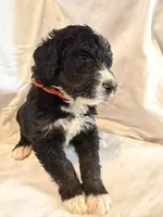 USA, a male Bernedoodle for sale in West Point, VA – 4 of 4