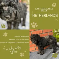 Netherlands, a male Bernedoodle for sale in West Point, VA – 7 of 7