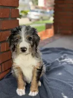 Brazil, a female Bernedoodle for sale in West Point, VA – 7 of 7