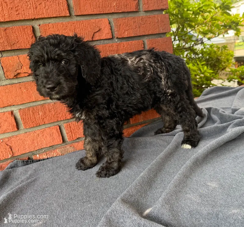 Netherlands – Bernedoodle puppy for sale in West Point, VA