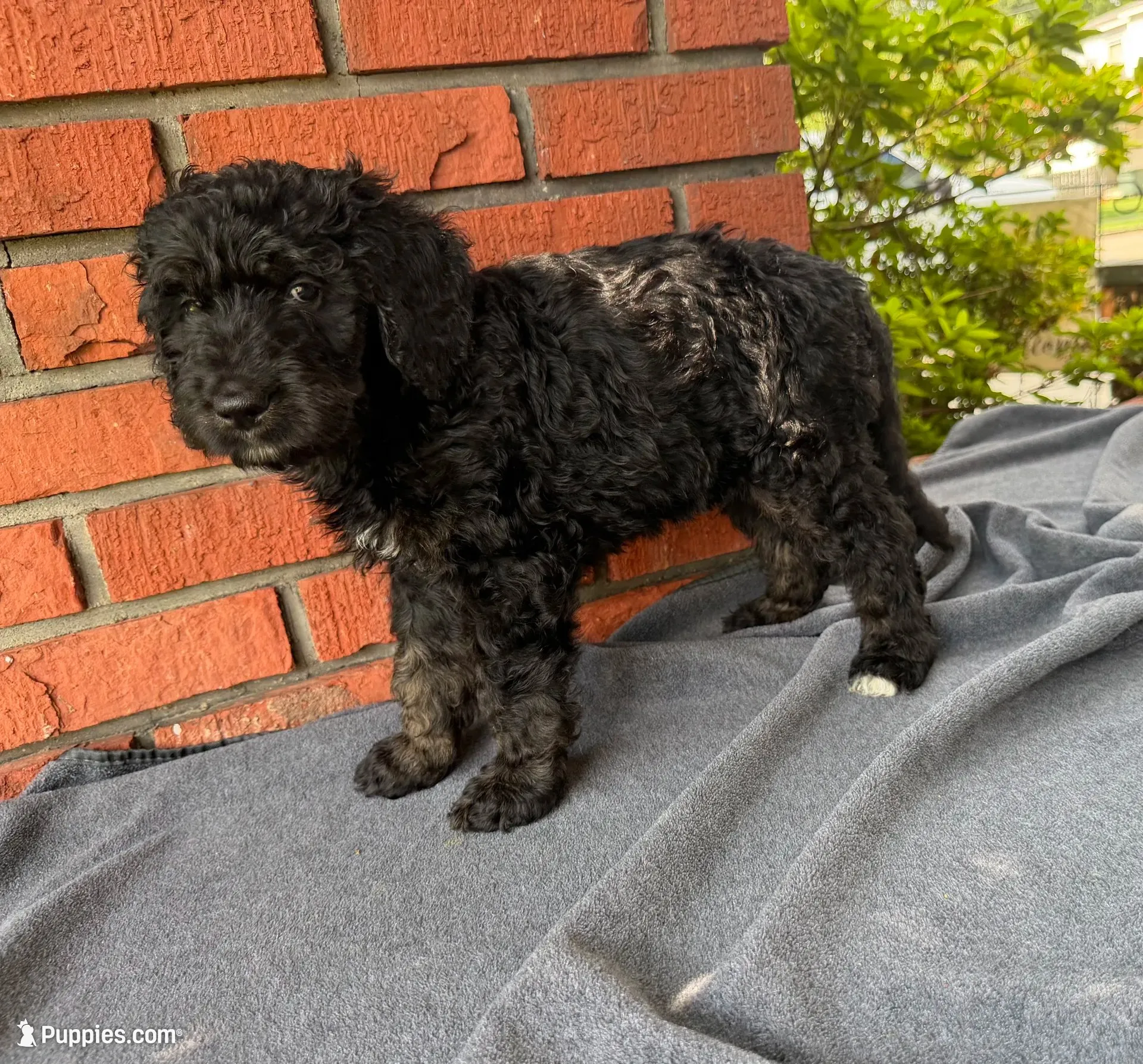 Netherlands, a male Bernedoodle for sale in West Point, VA – 1 of 7