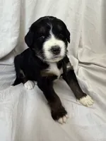 France, a female Bernedoodle for sale in West Point, VA – 3 of 3