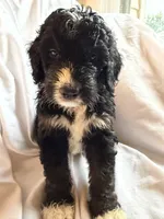 USA, a male Bernedoodle for sale in West Point, VA – 1 of 4