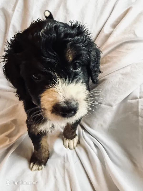 France – Bernedoodle puppy for sale in West Point, VA