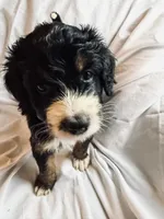 France, a female Bernedoodle for sale in West Point, VA – 1 of 3