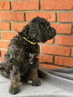 Netherlands, a male Bernedoodle for sale in West Point, VA – 4 of 7