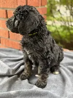 Netherlands, a male Bernedoodle for sale in West Point, VA – 3 of 7