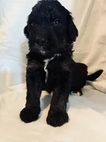 Portugal, a male Bernedoodle for sale in West Point, VA – 3 of 3