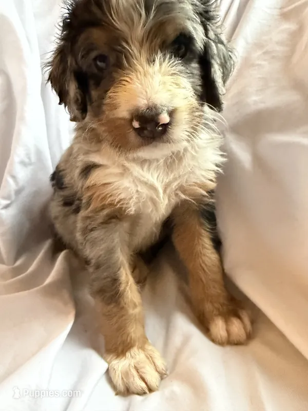 Brazil – Bernedoodle puppy for sale in West Point, VA