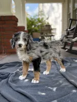 Brazil, a female Bernedoodle for sale in West Point, VA – 1 of 7