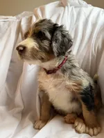 Brazil, a female Bernedoodle for sale in West Point, VA – 2 of 2