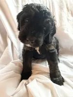 Portugal, a male Bernedoodle for sale in West Point, VA – 2 of 3