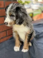 Brazil, a female Bernedoodle for sale in West Point, VA – 3 of 7