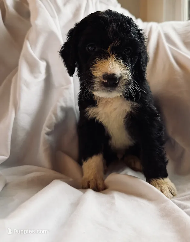 Norway, a male Bernedoodle for sale in West Point, VA – 1 of 2