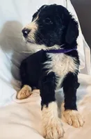 Norway, a male Bernedoodle for sale in West Point, VA – 2 of 2