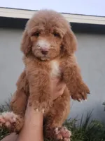 Canelo, a male Goldendoodle for sale in Chino Hills, CA – Photo 3 of 3