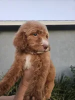 Canelo, a male Goldendoodle for sale in Chino Hills, CA – Photo 1 of 3