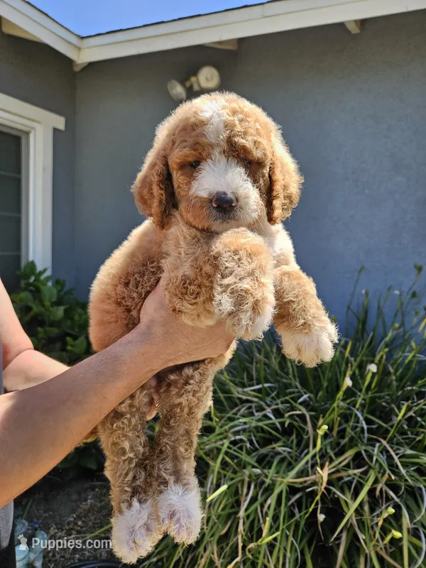 Pixie – Goldendoodle puppy for sale in Chino Hills, CA