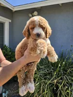 Pixie, a female Goldendoodle for sale in Chino Hills, CA – 1 of 1