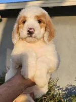 Pinky (blue eyes), a female Goldendoodle for sale in Chino Hills, CA – Photo 3 of 4