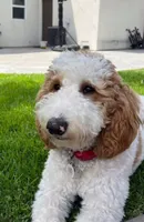 Pinky (blue eyes), a female Goldendoodle for sale in Chino Hills, CA – Photo 2 of 4