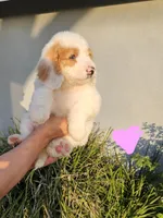Pinky (blue eyes), a female Goldendoodle for sale in Chino Hills, CA – Photo 1 of 4